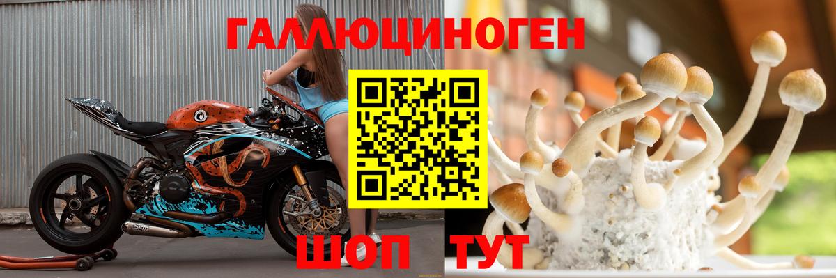 Галлюциногенные грибы Psilocybe Уссурийск